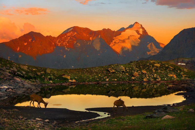 На вечернем водопоеphoto preview