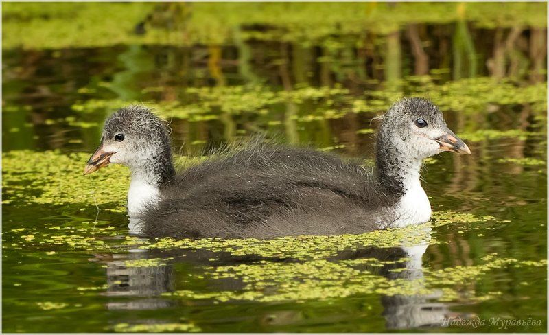 Fulica atra, Лысуха Тянитолкайphoto preview