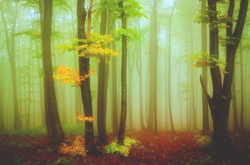 Autumn, Forest, Mist Joy of fallphoto preview