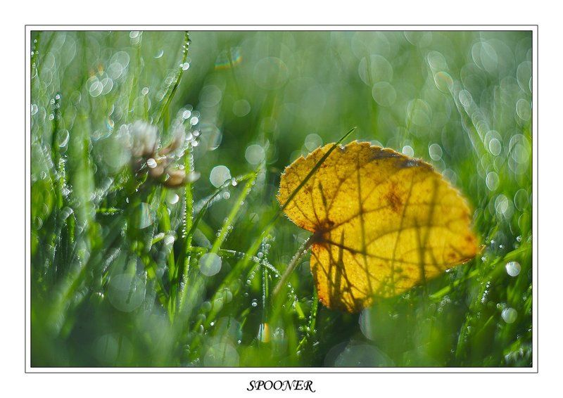 * * * фото превью