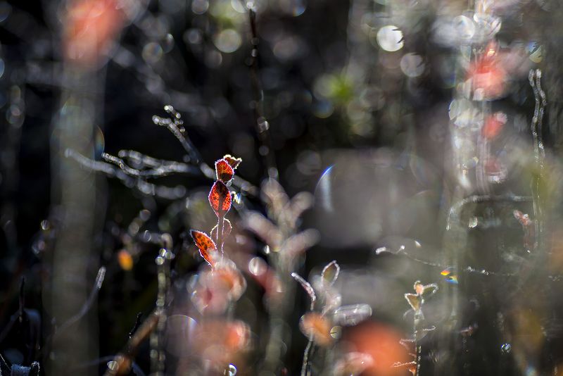 Гармония заморозкaphoto preview