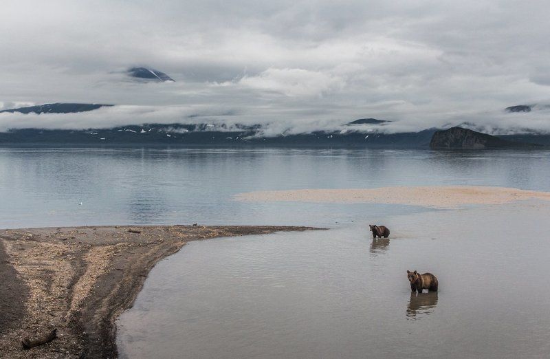 камчатка, курильское озеро, медведи, озеро, отражения, рыбаки рыбаки Курильского озераphoto preview