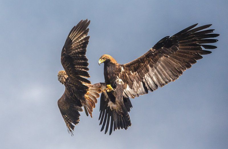 История одной схваткиphoto preview