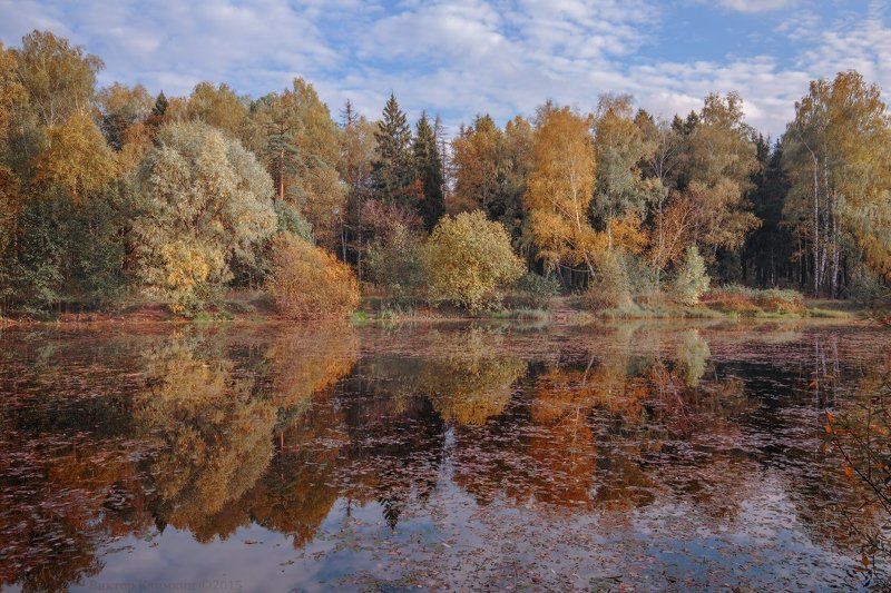 осень, подмосковье, природа, пруд, россия Осень красит...photo preview