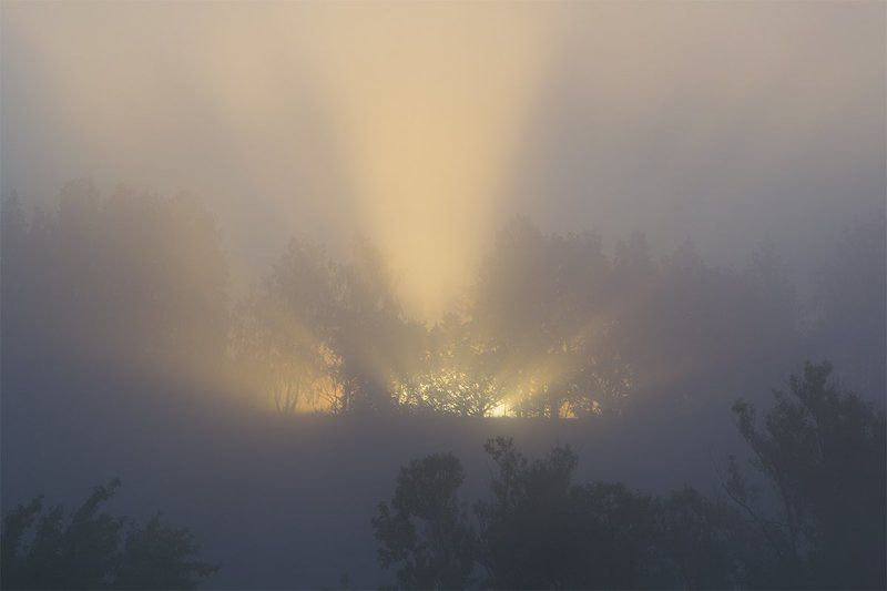 россия, природа, ока, рассвет, туман, солнце, тульская область, река Июньские туманы на Оке фото превью