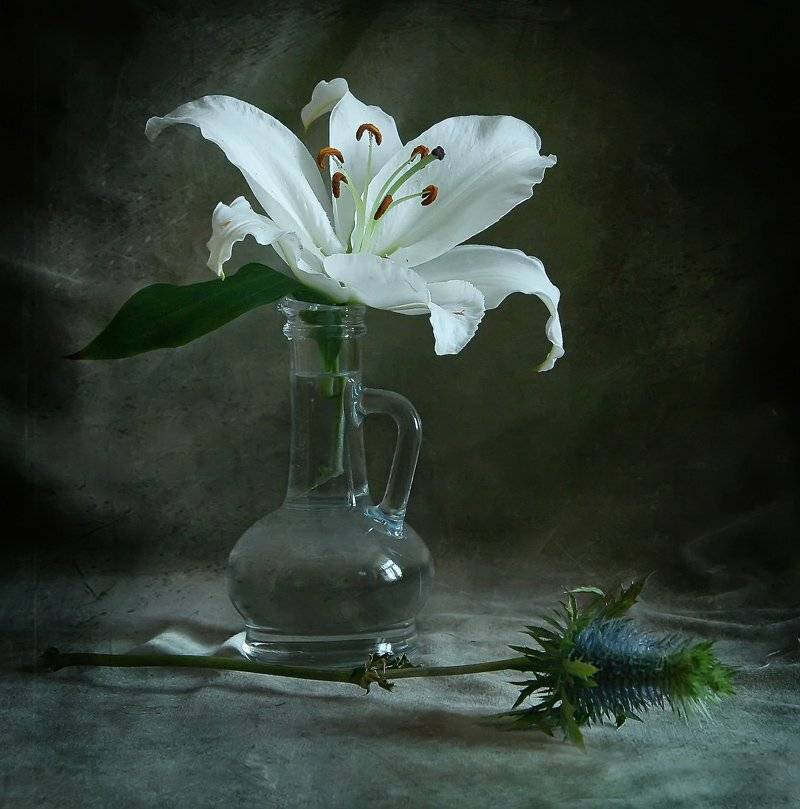 Лилия и чертополох. Автор: button , button