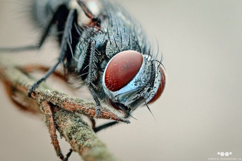 макро, муха, утро, спящая, насекомые, двукрылые, кривошеев кирилл, macro-insomnia Ежемухаphoto preview