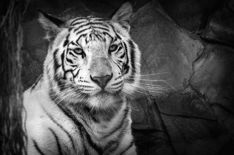 Animals, Black & white, Eyes, Life, Light, Nikon, Tiger, Wildlife White tigerphoto preview