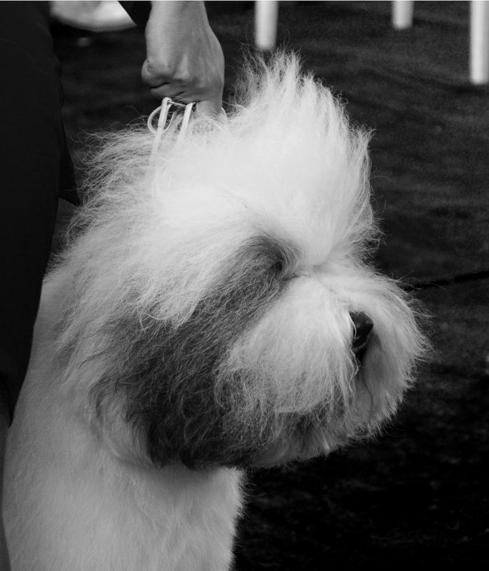 Выставка, Собака, Чб Выставка собакphoto preview