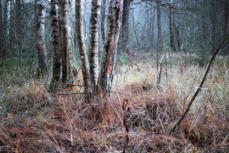 лес, деревья, осень, листва, пейзаж В осеннем лесуphoto preview