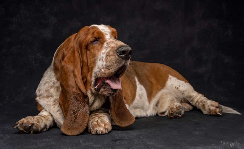 бассет, собака Бассет Матюшаphoto preview