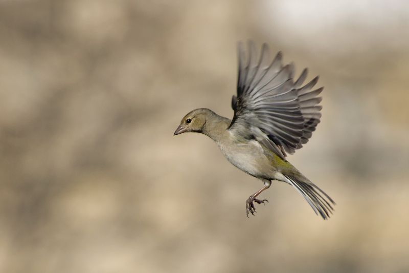 Воробей – естественная красотаphoto preview