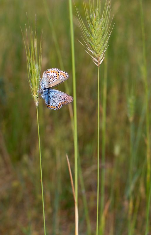 бабочки  Вот и встретились два одиночества :)))photo preview