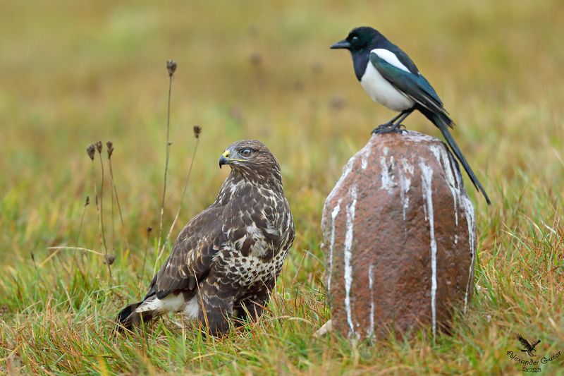 канюк Двое под дождём. фото превью