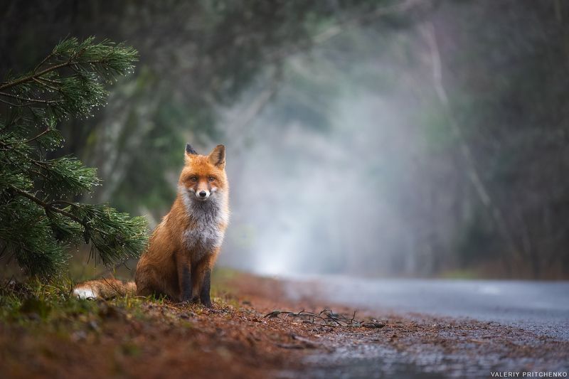 лис, животные, природа, куршская коса, зима, дождь, nature, wildlife, fox, rain У дорогиphoto preview