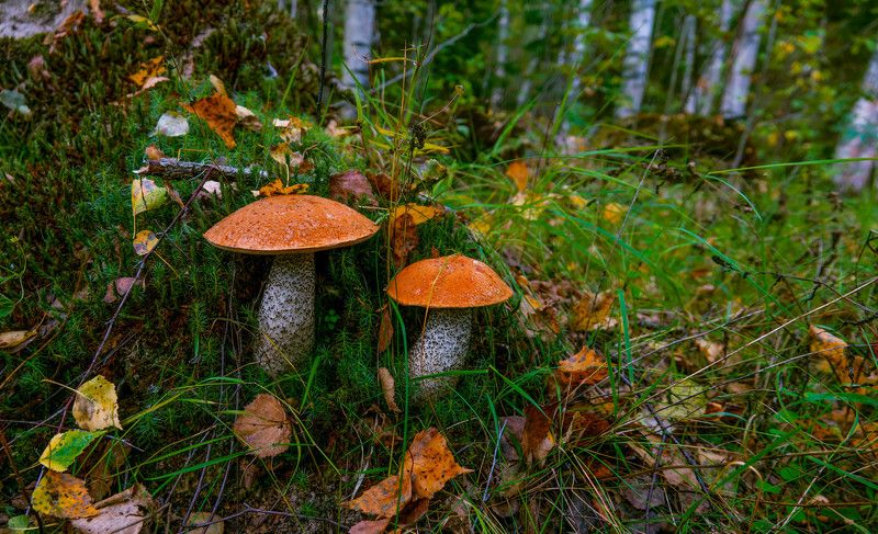 В лесу, сентябрь 2023photo preview