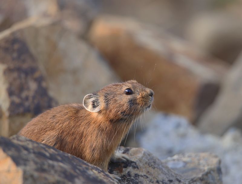 нерюнгри, пищуха, якутия, дикие_животные, женялевина, евгениялевина, животныеякутии, отряд_зайцеобразных Из жизни пищухи фото превью