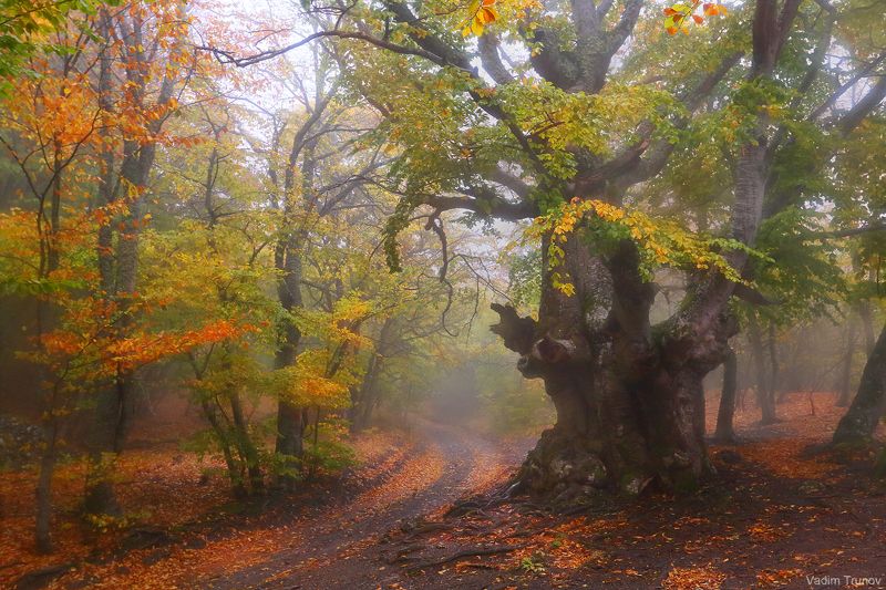 крым, демерджи Осень в лесу Крыма фото превью