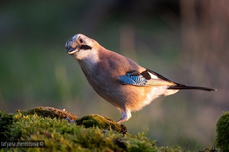 Сойка (в ассортименте)photo preview