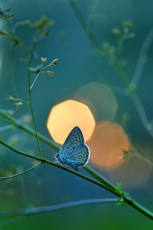 Всё ближе ночь и синева кругом... фото превью