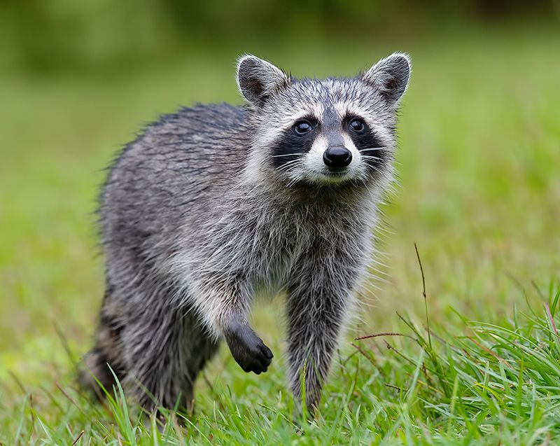 енот обыкновенный, енот-полоскун, raccoon, енот, дикие животные, животные, animals Енот-полоскун -Raccoonphoto preview