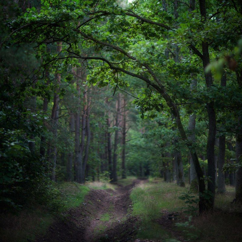 Лес Августphoto preview