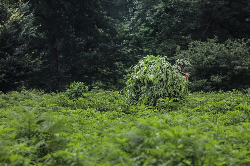 #documentary #jungle die hard фото превью