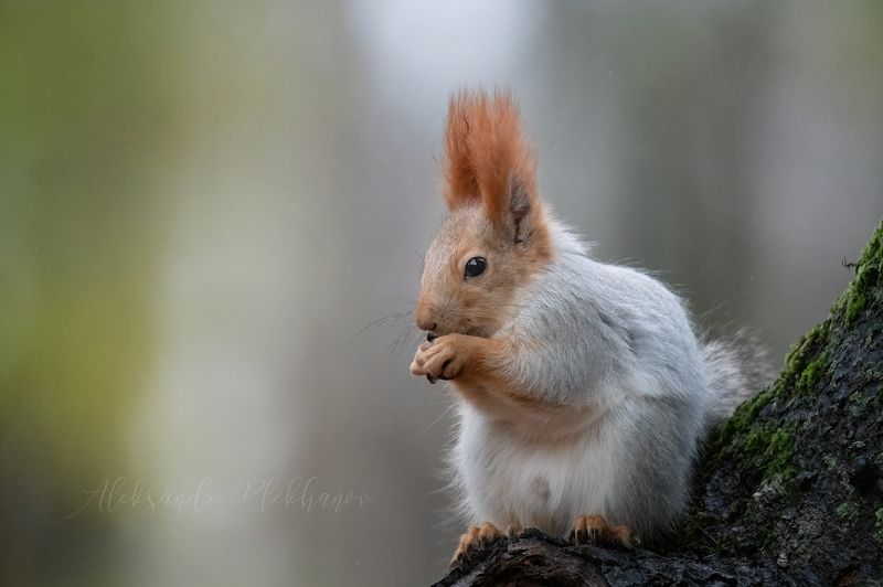 белка Очень я люблю эти ваши семечкиphoto preview