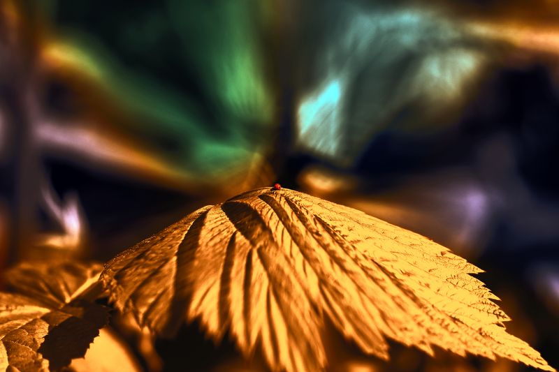 creative, креатив, манипуляция, концепция, цифровое, искусство, сияние, разум, digital, art, world, lights, radiance, mind Сияние...photo preview