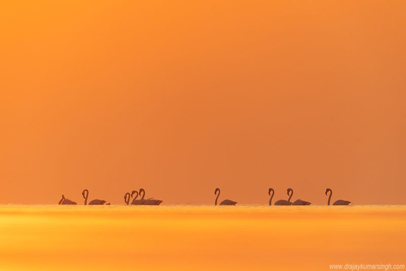 Greater flamingos sunrise Greater flamingos photo preview
