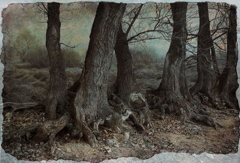 фото арт лесphoto preview