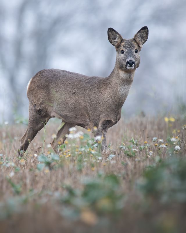 Европейская косуля, Capreolus capreolus, Ноябрь 2023photo preview