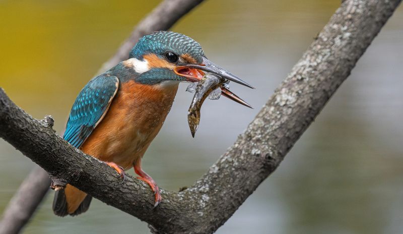 птица, птенцы, зимородок, лето, весна, фотоохота, рыба, рыбалка Сегодня клюётphoto preview