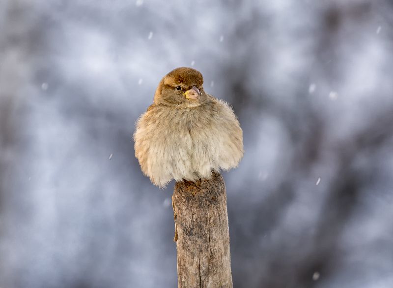 птица. воробей, ***photo preview