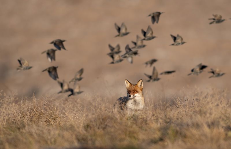 Лис и скворцовый ветерphoto preview