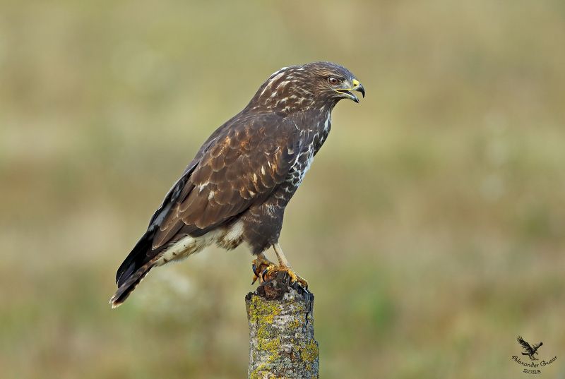 канюк Канюк фото превью