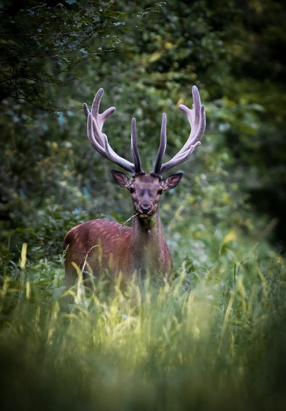 Wildlifephoto preview