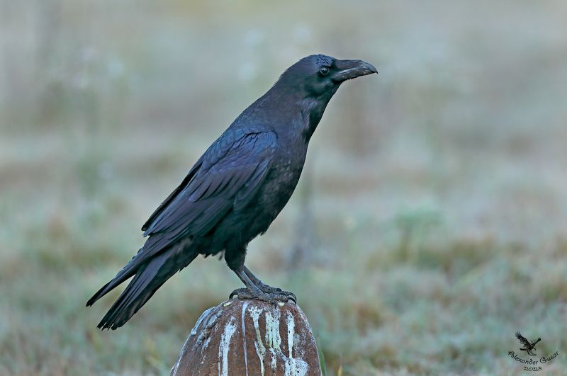 ворон. Встречая рассвет.photo preview