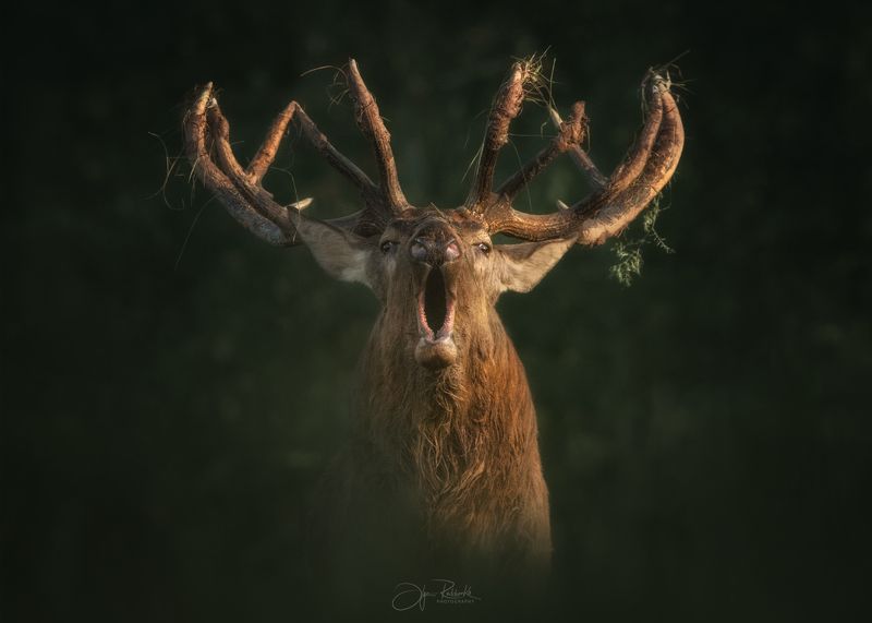 олень, deer, гон, беларусь, красный бор Голос осениphoto preview