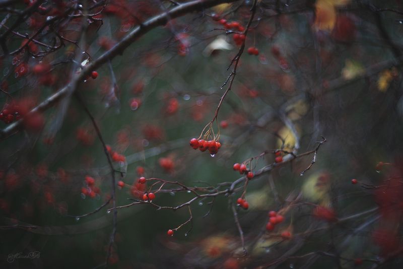 ягоды, капли, осень, макро Осень плачет дождёмphoto preview