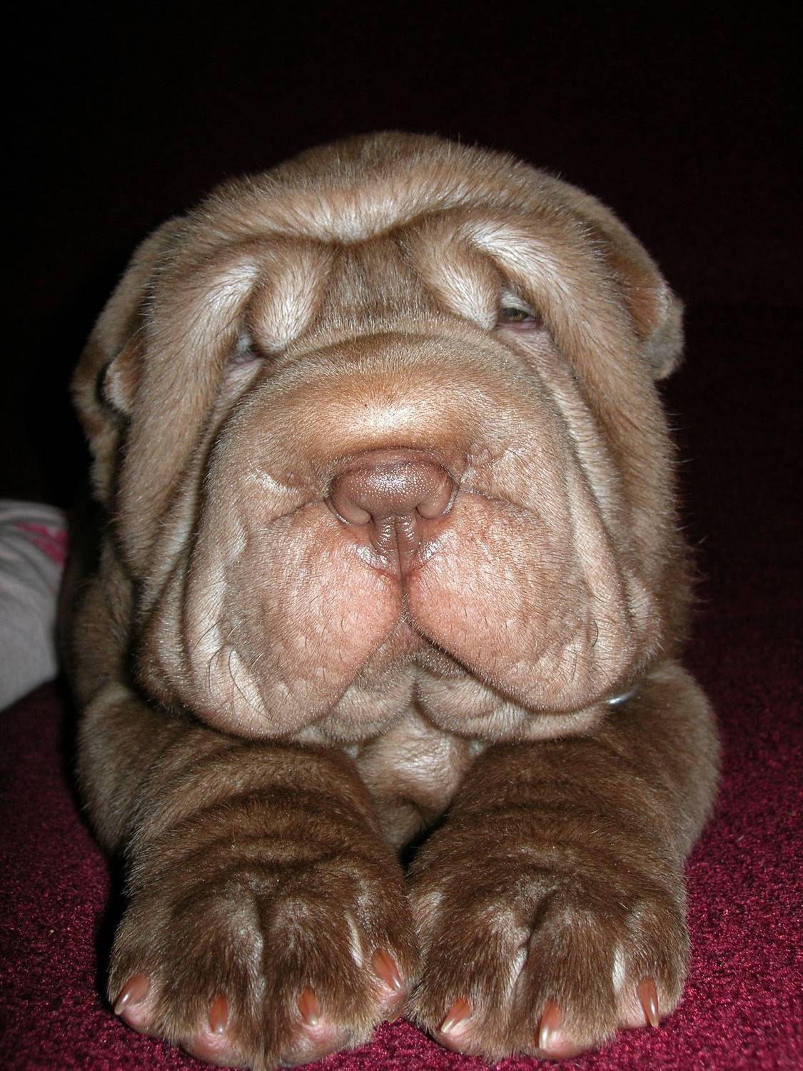 Автор: Сушкевич Светлана , Сушкевич Светлана