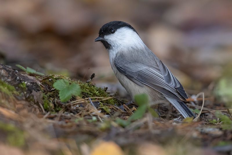 птицы, Подмосковье, Poecile montanus ***photo preview