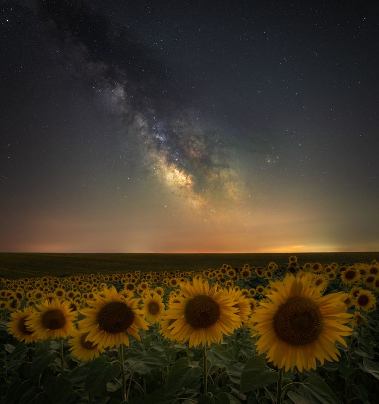 sunflowers night milkyway stars Sunflowers under the starsphoto preview