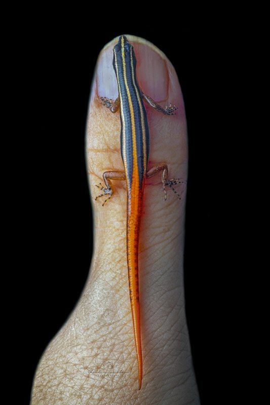 hand, termite, small, animal, nicely, nature, macro, forest, black, dark The termitephoto preview