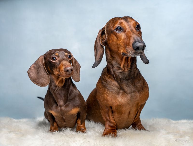 таксы, собаки Николаша и Кексикphoto preview