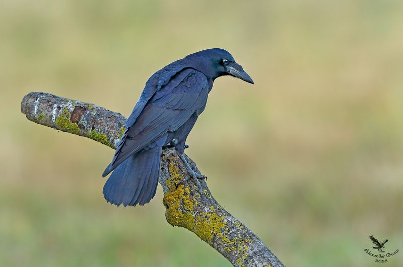 ворон. Молодой ворон.photo preview