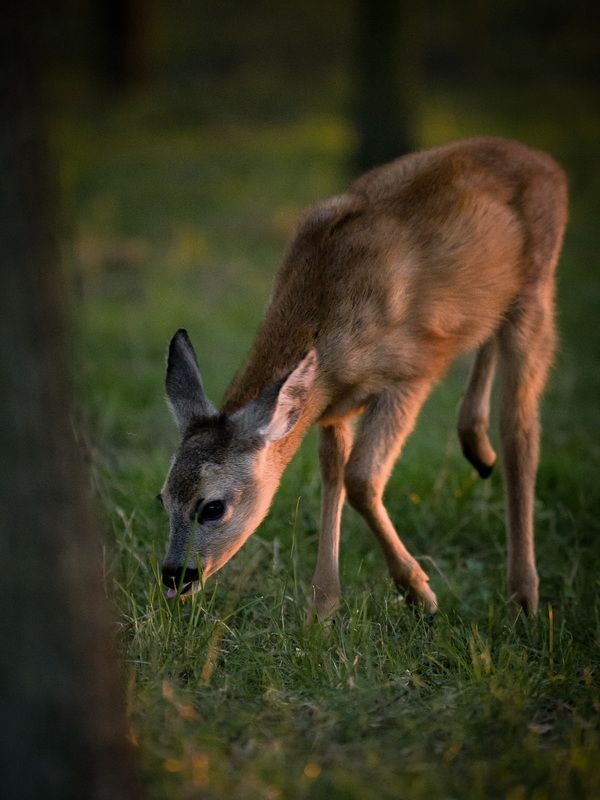 #wildlife #deer Fawnphoto preview