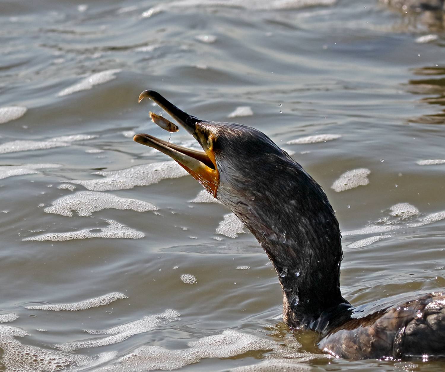 «Приплыла к нему рыбка…» . Автор: Дмитрий Елисеев , Дмитрий Елисеев
