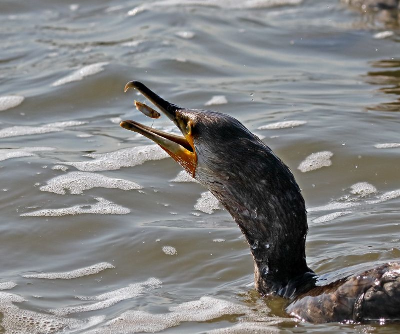«Приплыла к нему рыбка…» photo preview