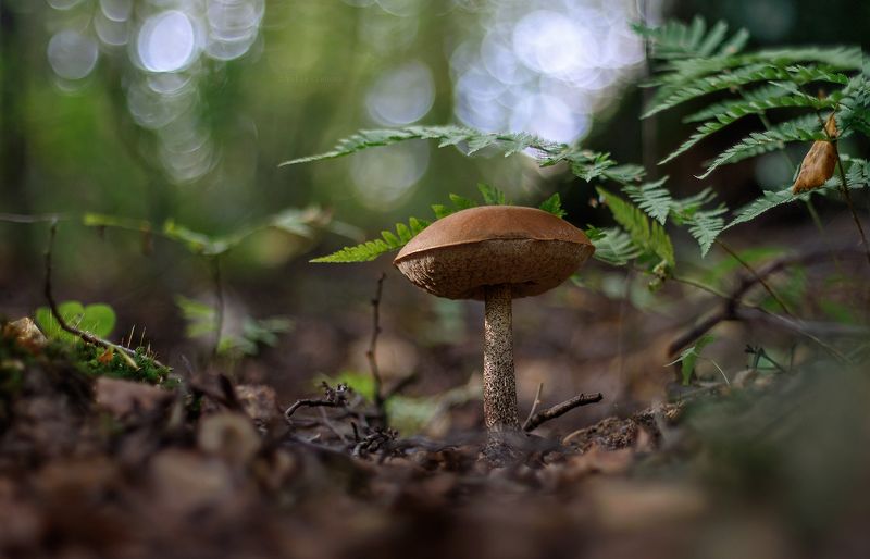 подберёзовик, гриб, осень, лес, макро, macro Красавчикphoto preview